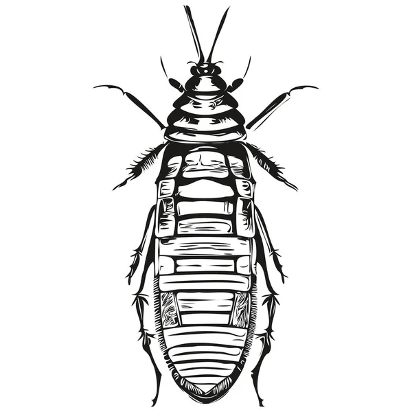 白底手工画的蟑螂 — 图库矢量图片
