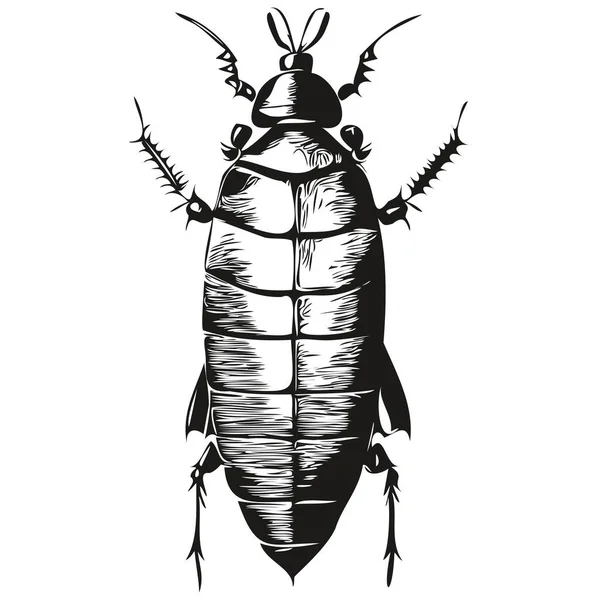 Handgetekende Kakkerlak Een Witte Achtergrond Kakkerlak — Stockvector