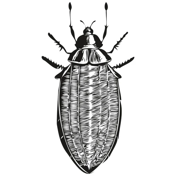 Beyaz Arka Planda Çizimi Hamamböceği Hamamböceği — Stok Vektör