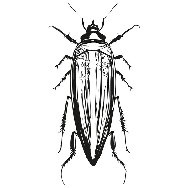 Realistic Cockroach Vector Hand Drawn Animal Illustration Cockroache — Stock Vector
