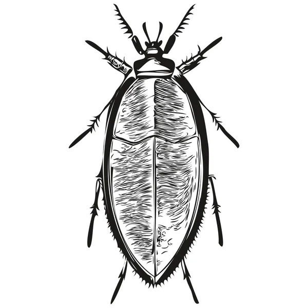 逼真的蟑螂病媒 手工绘制的动物图片 — 图库矢量图片
