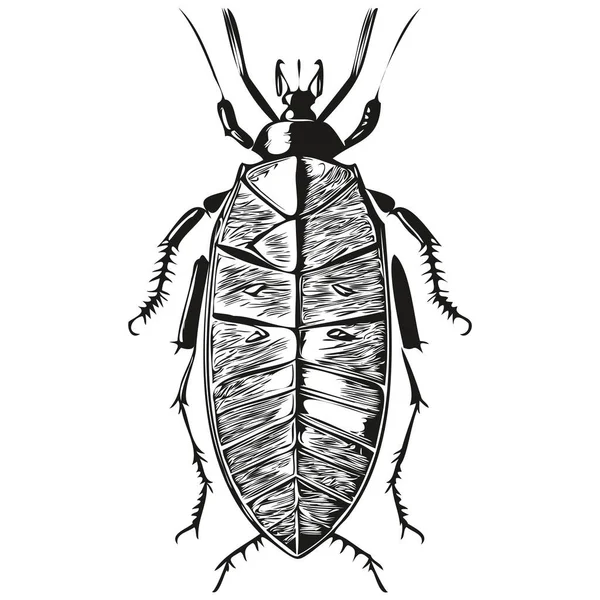 Gerçekçi Hamam Böceği Vektörü Çizimi Hayvan Resimli Hamamböceği — Stok Vektör
