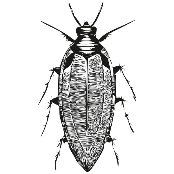 逼真的蟑螂病媒 手工绘制的动物图片 — 图库矢量图片