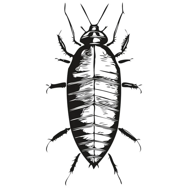 Realistische Kakkerlak Vector Met Hand Getekend Dier Illustratie Kakkerlak — Stockvector