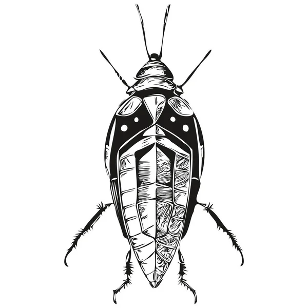 Vector Realista Cucaracha Ilustración Animal Dibujada Mano Cucaracha — Vector de stock