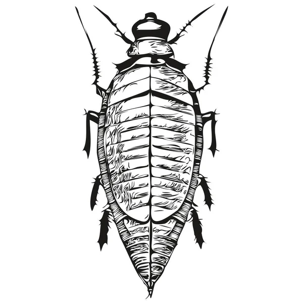 Realistic Cockroach Vector Hand Drawn Animal Illustration Cockroache — Stock Vector