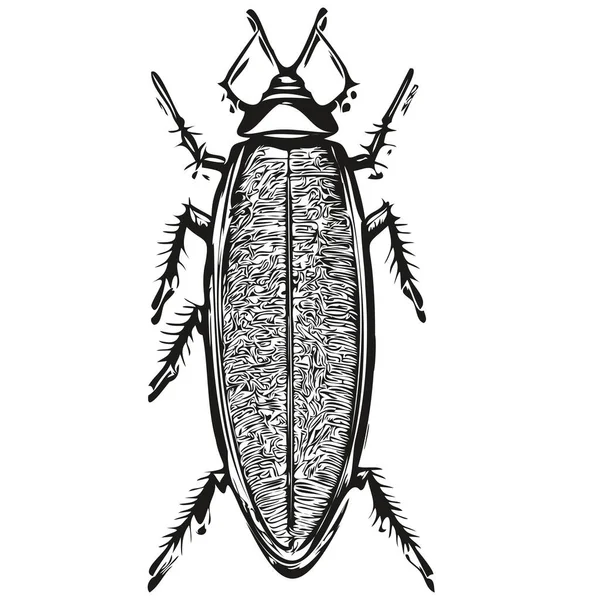 蟑螂在白色背景上的轮廓的矢量图像 — 图库矢量图片