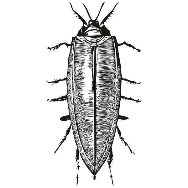 白い背景にゴキブリのシルエットのベクトル画像 ゴキブリ — ストックベクタ
