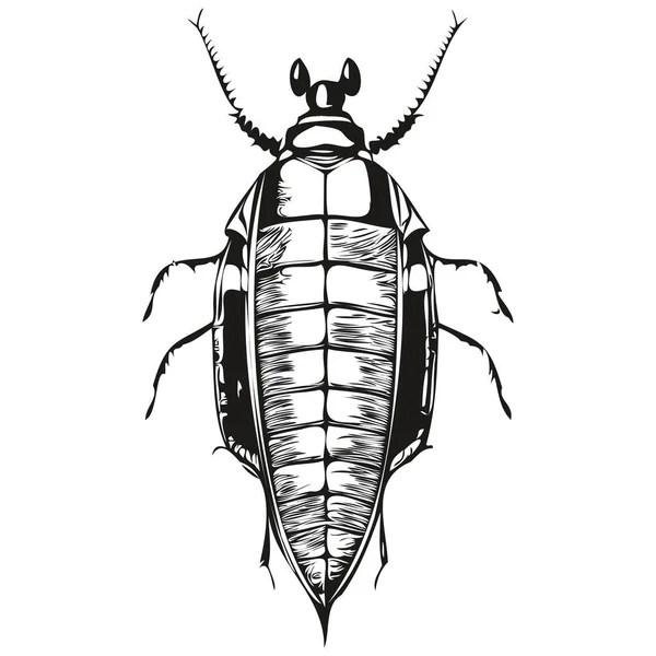 Vector Afbeelding Van Silhouet Van Een Kakkerlak Een Witte Achtergrond — Stockvector