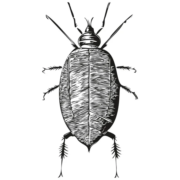 Eski Model Oyma Hamamböceği Çizimi Mürekkep Çizimi Hamamböceği Çizimi — Stok Vektör