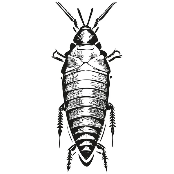 Vintage Graveren Geïsoleerde Kakkerlak Illustratie Gesneden Inkt Schets Kakkerlak — Stockvector