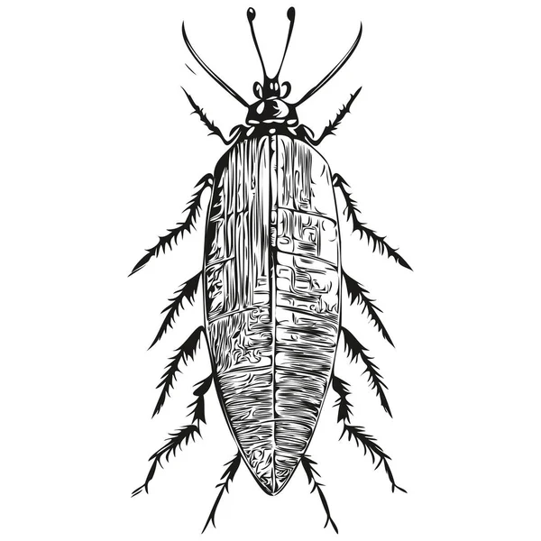 Vintage Graveren Geïsoleerde Kakkerlak Illustratie Gesneden Inkt Schets Kakkerlak — Stockvector