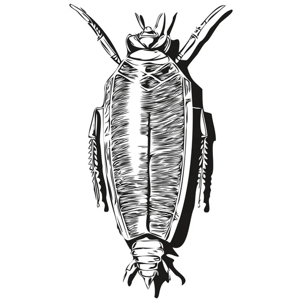 古埃及雕刻孤立的蟑螂图解切割墨迹草图蟑螂痛 — 图库矢量图片