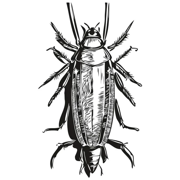古埃及雕刻孤立的蟑螂图解切割墨迹草图蟑螂痛 — 图库矢量图片