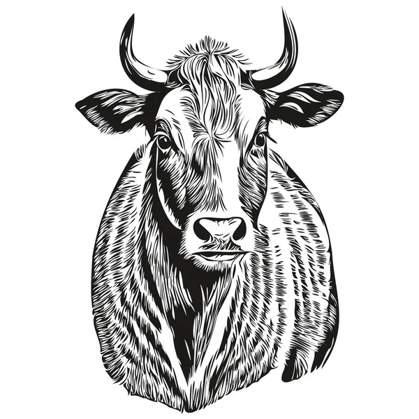 ヴィンテージハンドドローイングスタイルで牛のイラストを埋め込む Cal — ストックベクタ