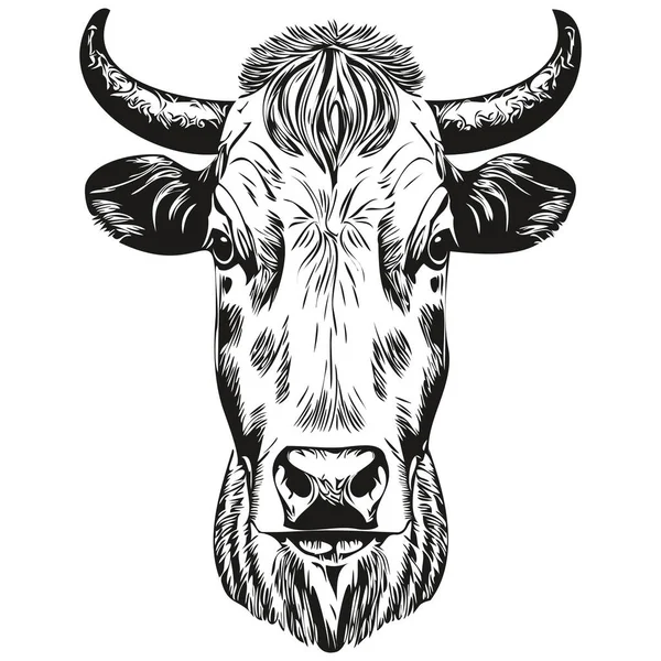 ヴィンテージ彫刻孤立牛イラストカットインクスケッチカル — ストックベクタ