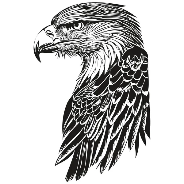 Esquisses Aigle Contour Avec Fond Transparent Illustration Dessinée Main Bir — Image vectorielle