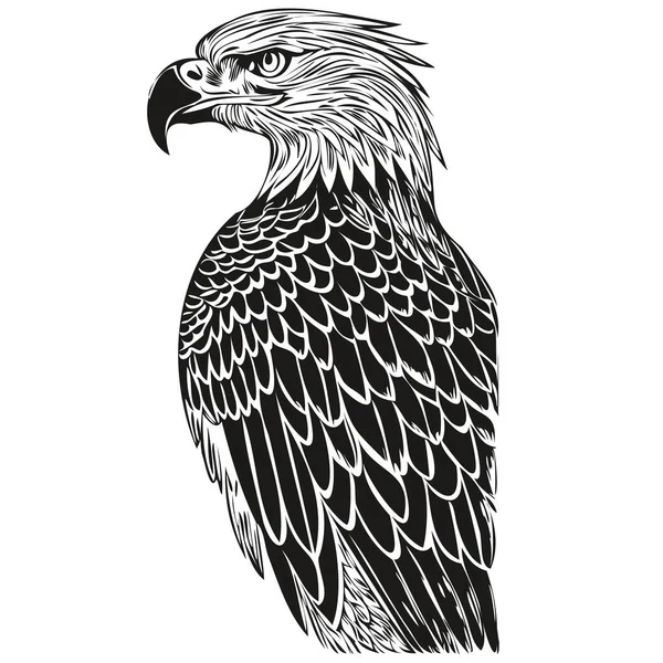 Esquisses Aigle Contour Avec Fond Transparent Illustration Dessinée Main Bir — Image vectorielle