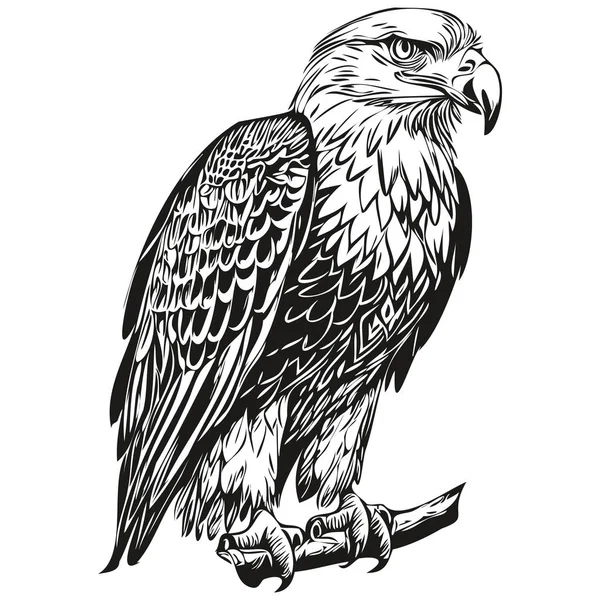 Ескізи Орла Контур Прозорим Фоном Намальований Вручну Ілюстрація Птах — стоковий вектор
