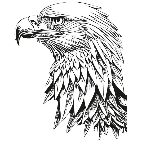 Ескіз Орла Графічний Портрет Орла Білому Тлі Птах — стоковий вектор