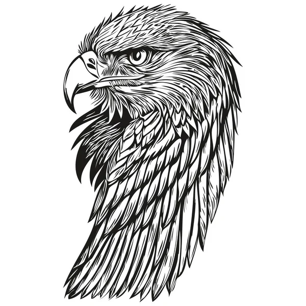 Adler Skizzenhaft Grafisches Porträt Eines Adlers Auf Weißem Hintergrund — Stockvektor