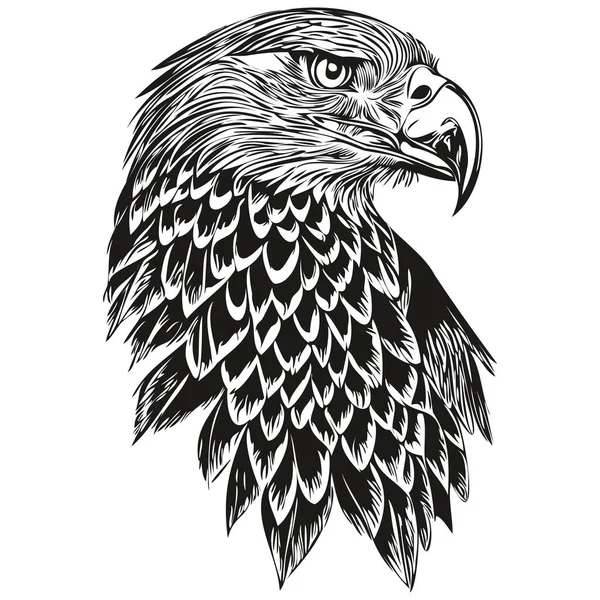 Realistic Eagle Vector Hand Drawn Animal Illustration Bir — Stock Vector