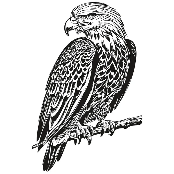 Vettore Aquila Realistico Disegnato Mano Bir Illustrazione Animale — Vettoriale Stock