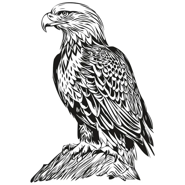 Aigle Vecteur Réaliste Dessin Main Animal Illustration Bir — Image vectorielle