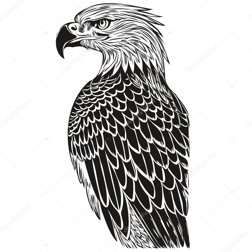 Eagle sketches, outline with transparent background, hand drawn illustration bir