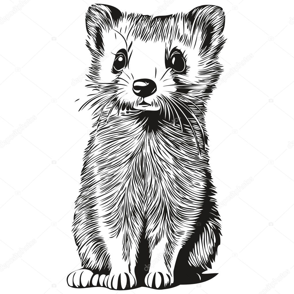 Ferret sketchy, graphic portrait of a Ferret on a white background, poleca