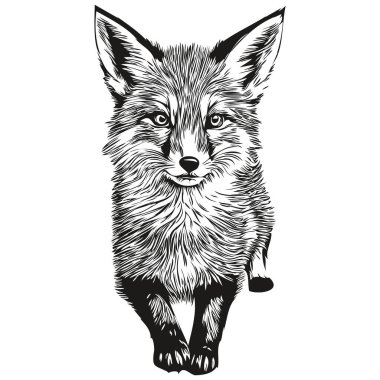 Klasik oyma tilki illüstrasyonu kesme, mürekkep taslak Fox cu