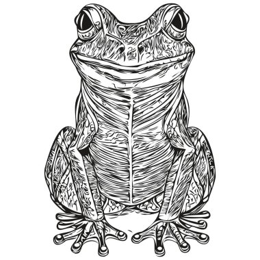 kurbağa vektör çizgisi çizimi siyah ve beyaz toa