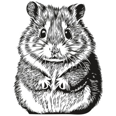 Hamster eskizi, el çizimi vahşi yaşam, eski gravür stili, vektör illüstrasyon hamster.