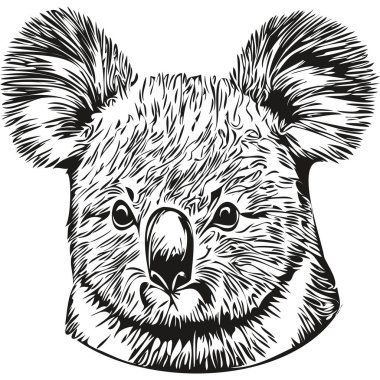 Koala kusurlu, beyaz arka planda bir Koala 'nın grafik portresi, koala bea