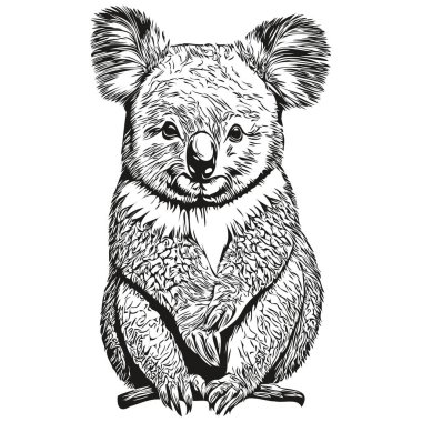 Koala vektör çizim çizgisi siyah-beyaz koala bea çiziyor