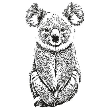 Koala vektör çizim çizgisi siyah-beyaz koala bea çiziyor