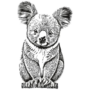 Koala vektör çizim çizgisi siyah-beyaz koala bea çiziyor