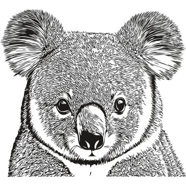 Klasik oyma, izole edilmiş Koala çizimi, mürekkep çizimi, koala bea.