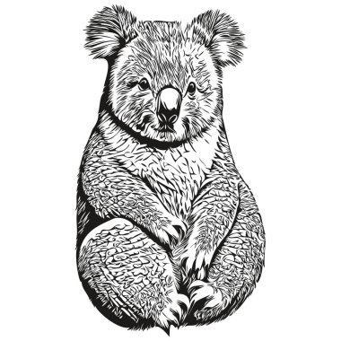 Koala illüstrasyonunu klasik el çizim stili koala bea ile kazıName