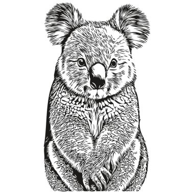 El çizimi çizgi film Koala, vektör vintage çizim koala bea