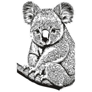Komik çizgi film Koala, çizgi resim çizimi çizimi koala bea