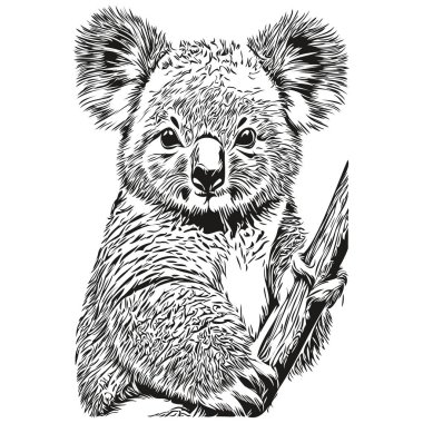 Koala sketch, hand drawing of wildlife, vintage engraving style, vector illustration koala bea clipart