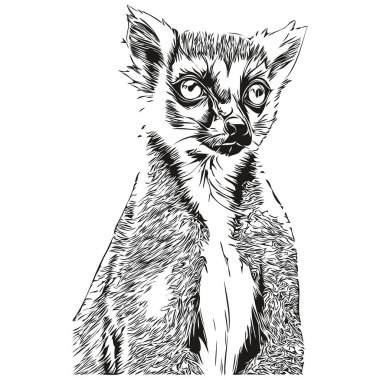 Gerçekçi Lemur vektörü, el çizimi hayvan çizimi Lemur.