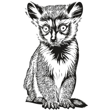 Vintage oyma Lemur illüstrasyon kesim mürekkep skeç Lemur izole