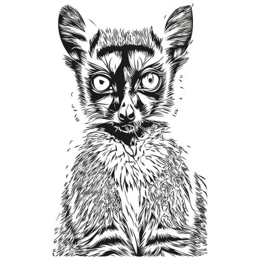 Beyaz arka planda şirin Lemur, el çizimi illüstrasyonu Lemur