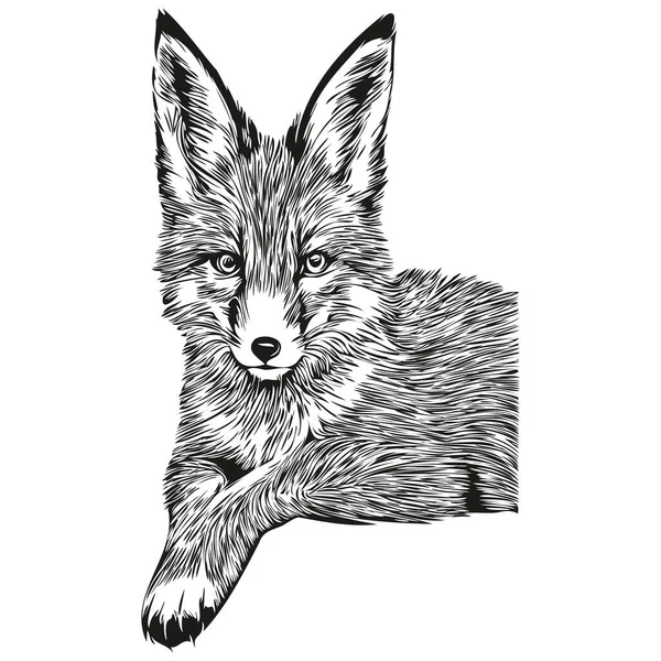 Cute Lis Białym Tle Ręcznie Rysować Ilustracji Fox — Wektor stockowy