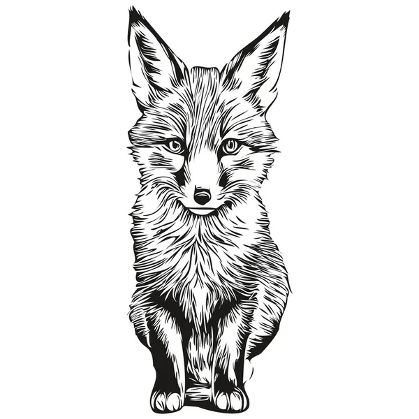 Esboços Raposa Contorno Com Fundo Transparente Ilustração Desenhada Mão Fox —  Vetores de Stock