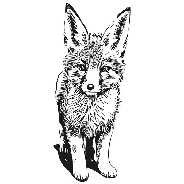 Αλεπού Sketchy Γραφικό Πορτρέτο Μιας Αλεπούς Λευκό Φόντο Fox — Διανυσματικό Αρχείο