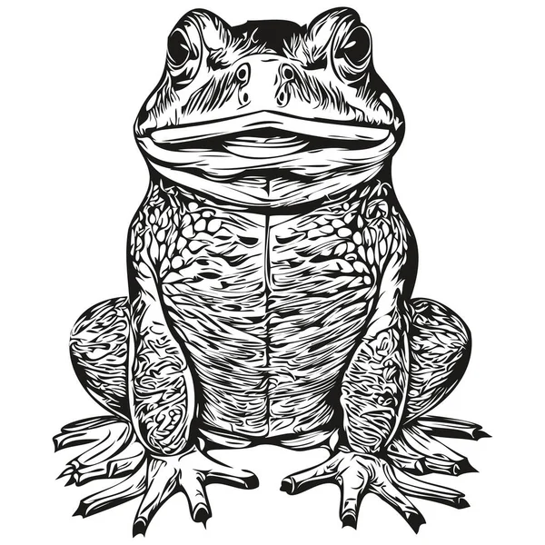 カエルのスケッチ背景が透明感のあるアウトライン手描きイラストトーア — ストックベクタ
