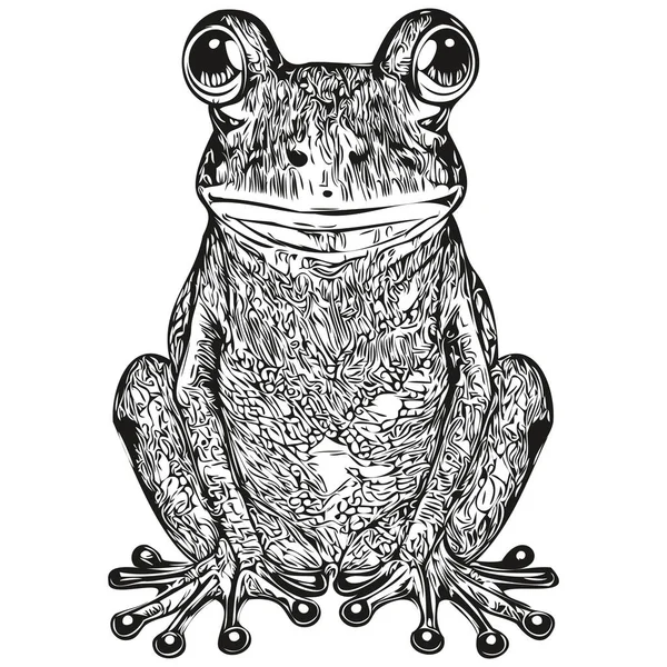 stock vector frog sketchy, graphic portrait of a frog on a white background, toa